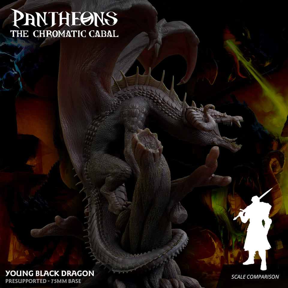 3D Printed Sordane Publishing Young Black Dragon Pantheons The Chromatic Cabal 28 32mm D&D