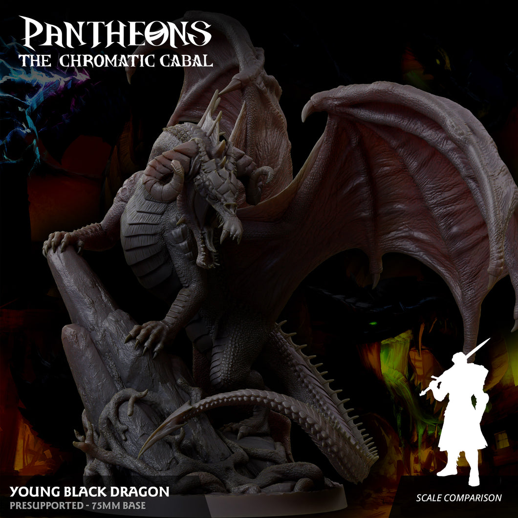 3D Printed Sordane Publishing Young Black Dragon Pantheons The Chromatic Cabal 28 32mm D&D